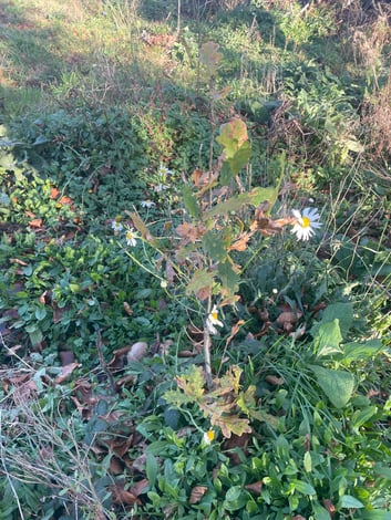 GI Forest - Nov 25 (6)