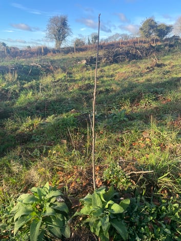 GI Forest - Nov 25 (8)