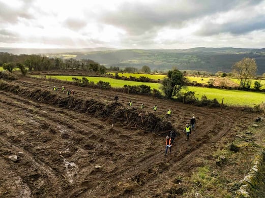 Image of forest land in Kilkenny