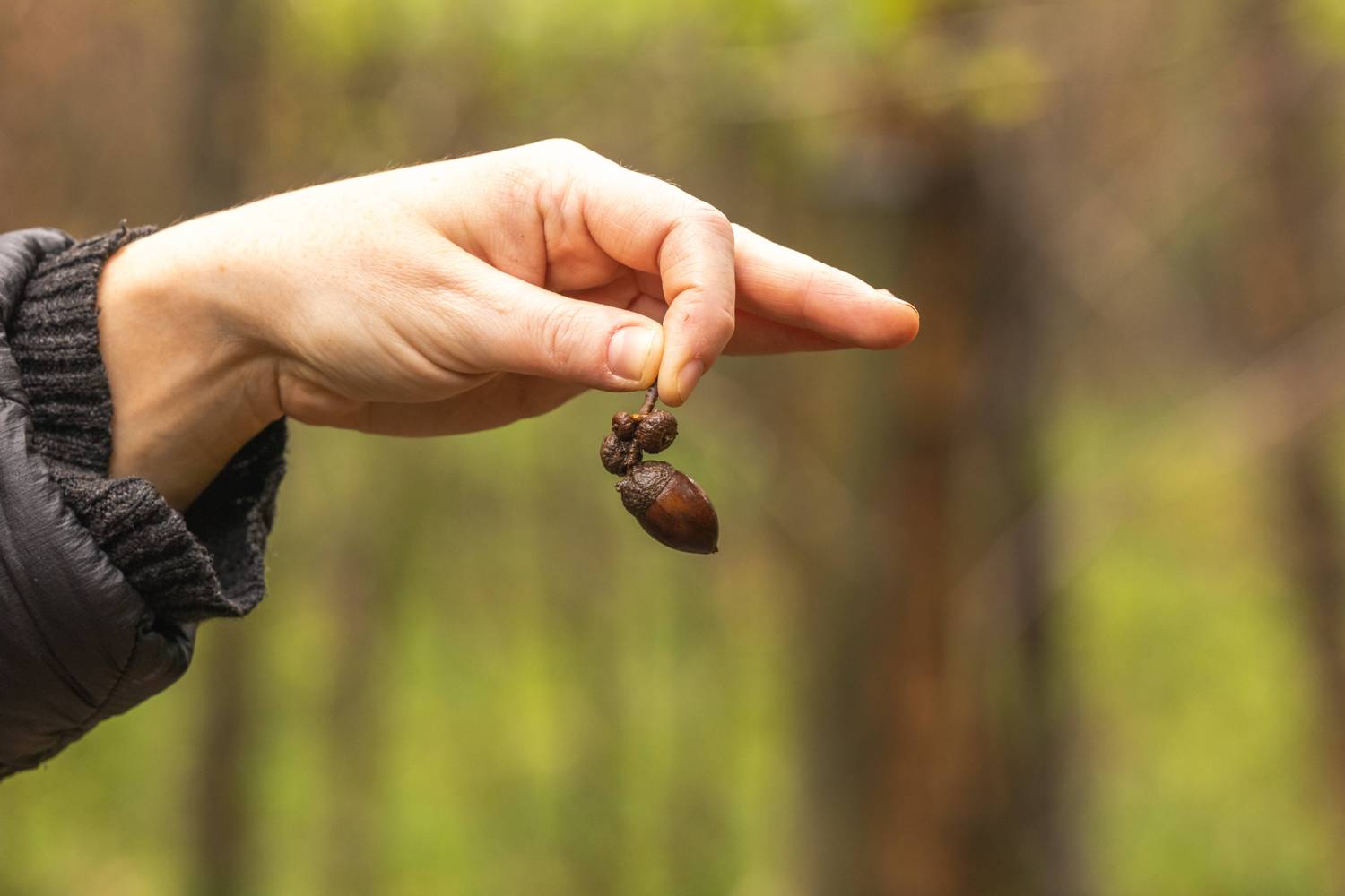 Picking Acorns for a Greener Future